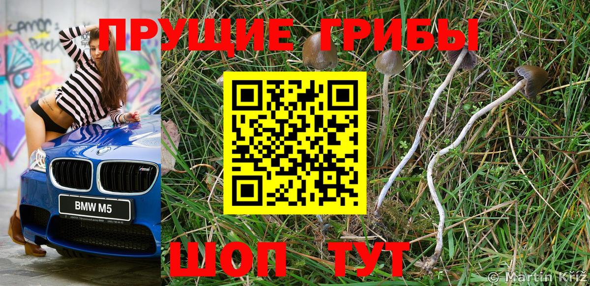 Псилоцибиновые грибы GOLDEN TEACHER  Галлюциногенные грибы Psilocybe  Гусев  Вход с VPN 